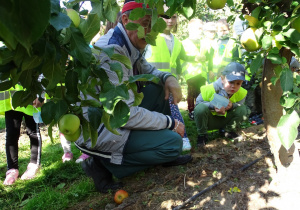 sadownik pokazuje jak nawadnia jabłonie